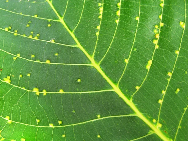 Текстура зеленых листьев грецкого ореха крупным планом — стоковое фото