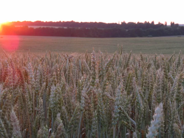 Landschaft des morgendlichen Sonnenaufgangs über dem Wald in einem Feld mit Weizenspitzen. — Stockfoto