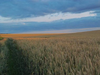 Sabah güneşinde buğday tarlasında kabartma
