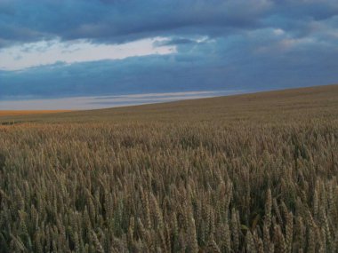 Sabah güneşinde buğday tarlasında kabartma