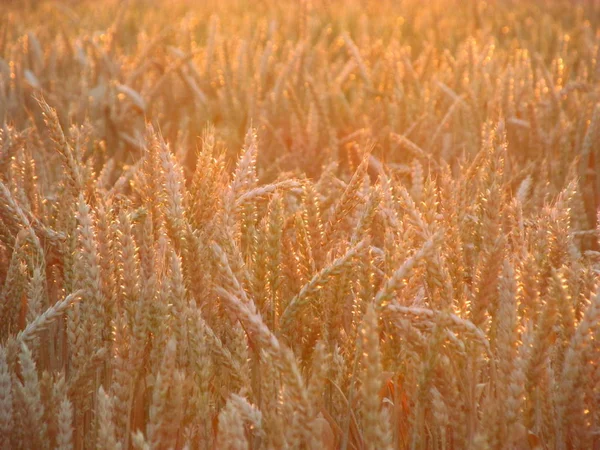 Spikes of wheat in bright rays of morning sun rays. Stock Picture