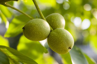Plantasyonda ağacında asılı macadamia fındık grubu