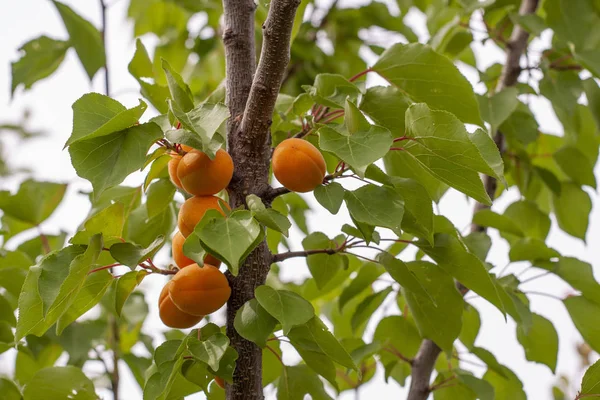 Ağaçta portakal kayısısı var. Güneşli yaz gününün taze meyveleri. — Stok fotoğraf
