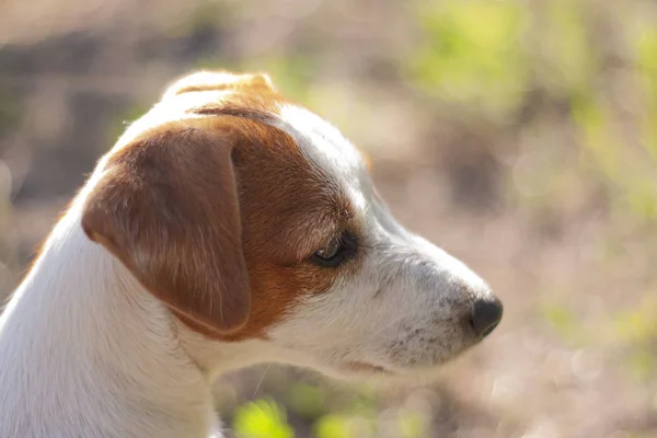 Jack Russell Terrier bei sonnigem Wetter spaziert in freier Wildbahn — Stockfoto