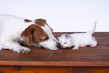 Köpek yavrusu Jack Russell ile sevimli kedi yavrusu. beyaz arka plan üzerinde izole