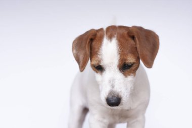 Jack Russell Terrier, beyaz arka plan üzerinde bir köpek