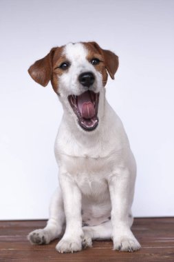 Jack Russell Terrier, beyaz arka plan üzerinde bir köpek