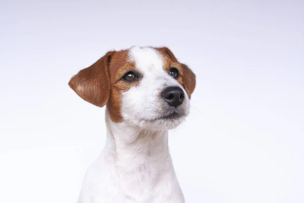 Jack Russell terier, pes na bílém pozadí — Stock fotografie