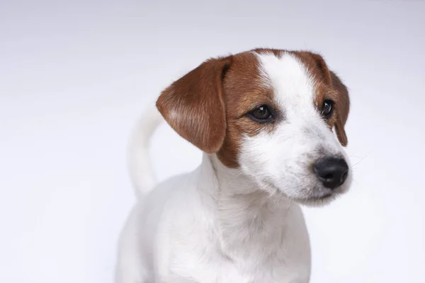 Jack Russell terier, pes na bílém pozadí — Stock fotografie