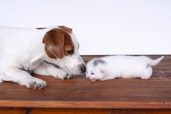 子犬ジャックラッセルとかわいい子猫。白い背景に隔離 — ストック写真