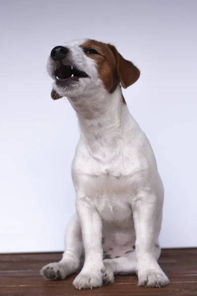 Jack Russell terier, pes na bílém pozadí — Stock fotografie