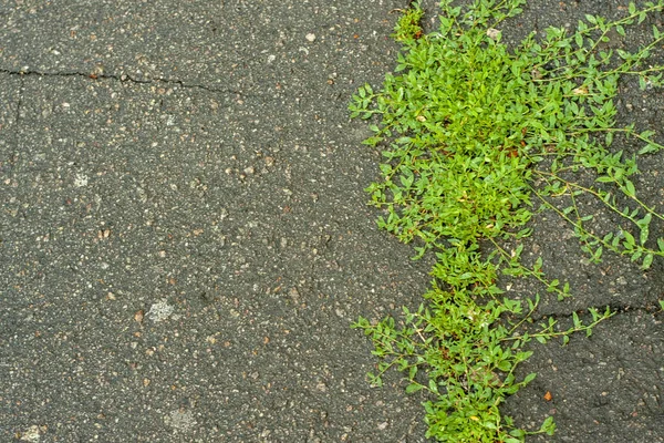 La textura del viejo asfalto agrietado. Hierba crece a partir de grietas en el camino . —  Fotos de Stock