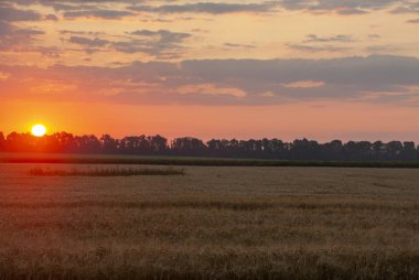 tahıl alanları üzerinde gündoğumu yazın ilk günü