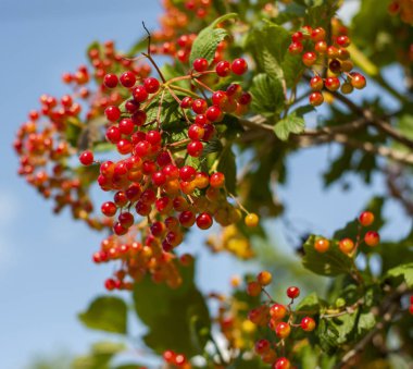 Kuyuya yakın bahçede bir dal üzerinde kırmızı viburnum.