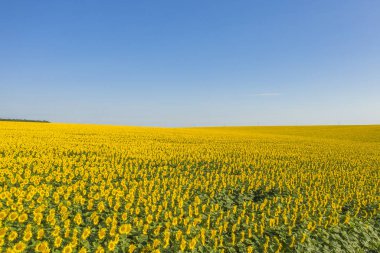 Sarı yaz güzel alan çiçekler. Alansal görünümü yaz alan çiçek