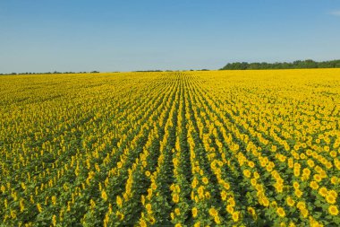 Sarı yaz güzel alan çiçekler. Alansal görünümü yaz alan çiçek