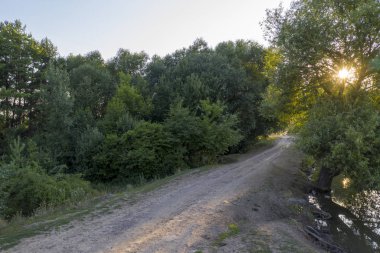 Yeşil yaz ormanlarındaki güneş ışığı