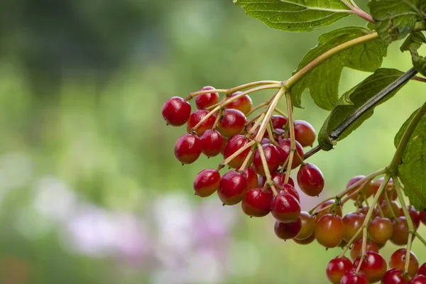 Kuyuya yakın bahçede bir dal üzerinde kırmızı viburnum. — Stok fotoğraf