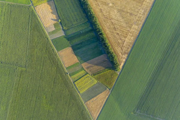Abstract geometric shapes of agricultural parcels of different crops in yellow and green colors. Aerial view shoot from drone directly above field — Stock Photo, Image