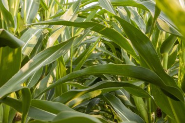 Yoğun yeşil alan, gelişen, yüksek mısır