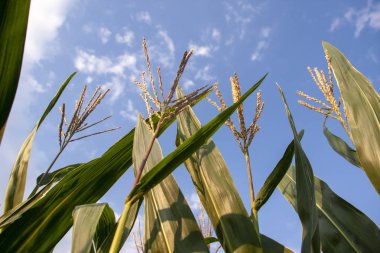 Mavi gökyüzüne karşı mısır tarlası. Yazın kırsal arazi. Mısır bitkisi yetiştirimi. Tarım arazilerinde mısır yetiştiriciliği. Gökyüzüne karşı güneşte mısır yeşil yaprakları.