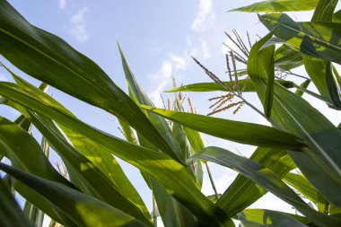Mavi gökyüzüne karşı mısır tarlası. Yazın kırsal arazi. Mısır bitkisi yetiştirimi. Tarım arazilerinde mısır yetiştiriciliği. Gökyüzüne karşı güneşte mısır yeşil yaprakları.