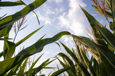 Mavi gökyüzüne karşı mısır tarlası. Yazın kırsal arazi. Mısır bitkisi yetiştirimi. Tarım arazilerinde mısır yetiştiriciliği. Gökyüzüne karşı güneşte mısır yeşil yaprakları.