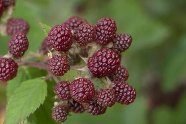 Wilde zwarte en rode bessen groeien in de struiken onder de zon. BlackBerry fruit, bos. — Stockfoto
