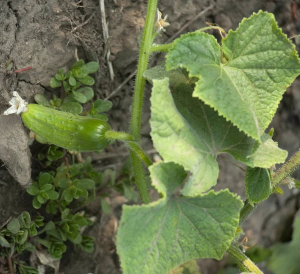 Bahçede sebze, çiçekli bir özel ızgara üzerinde büyüyen küçük ve büyük salatalık hasat