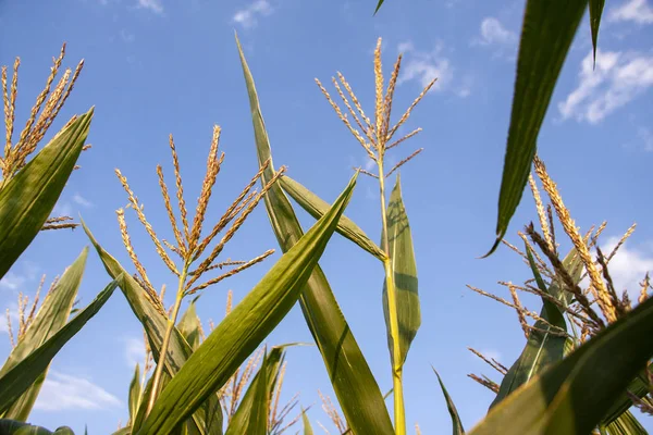 Mavi gökyüzüne karşı mısır tarlası. Yazın kırsal arazi. Mısır bitkisi yetiştirimi. Tarım arazilerinde mısır yetiştiriciliği. Gökyüzüne karşı güneşte mısır yeşil yaprakları.