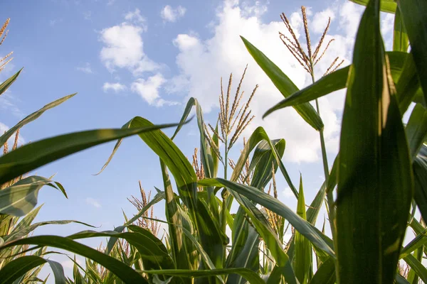 Mavi gökyüzüne karşı mısır tarlası. Yazın kırsal arazi. Mısır bitkisi yetiştirimi. Tarım arazilerinde mısır yetiştiriciliği. Gökyüzüne karşı güneşte mısır yeşil yaprakları.