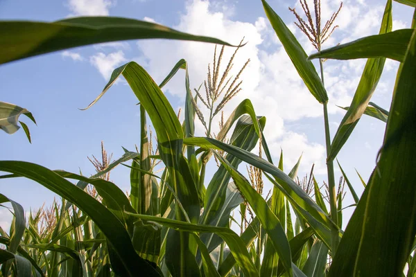 Mavi gökyüzüne karşı mısır tarlası. Yazın kırsal arazi. Mısır bitkisi yetiştirimi. Tarım arazilerinde mısır yetiştiriciliği. Gökyüzüne karşı güneşte mısır yeşil yaprakları.