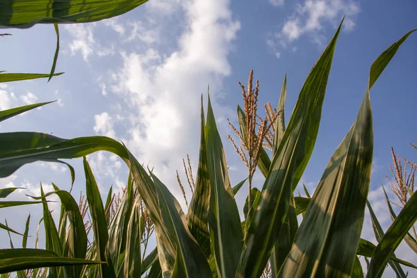 Mavi gökyüzüne karşı mısır tarlası. Yazın kırsal arazi. Mısır bitkisi yetiştirimi. Tarım arazilerinde mısır yetiştiriciliği. Gökyüzüne karşı güneşte mısır yeşil yaprakları.