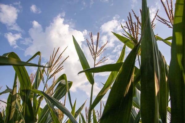 Mavi gökyüzüne karşı mısır tarlası. Yazın kırsal arazi. Mısır bitkisi yetiştirimi. Tarım arazilerinde mısır yetiştiriciliği. Gökyüzüne karşı güneşte mısır yeşil yaprakları.