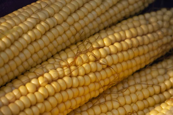 Beyaz bir arka plan üzerinde izole genç bebek mısır yığını