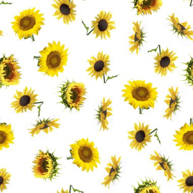 Beyaz arka planda büyük parlak ayçiçeği ile Dikişsiz desen.