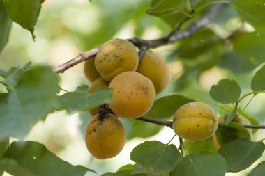 Kayısı ağaçta olgunlaştır. Güneşli bahçede kayısı meyvesi ile ağaç dalı