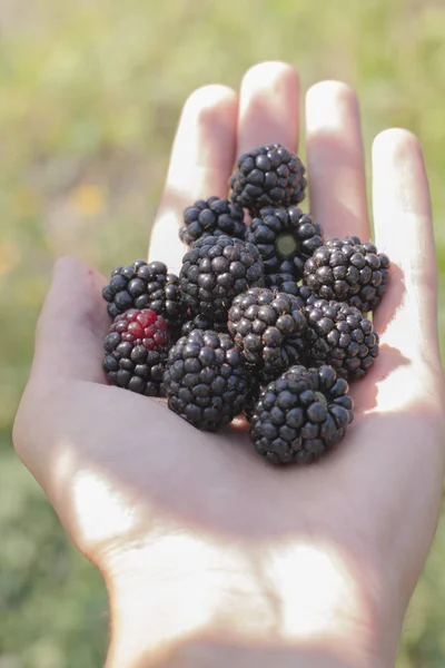 Brombeere in der Handfläche — Stockfoto