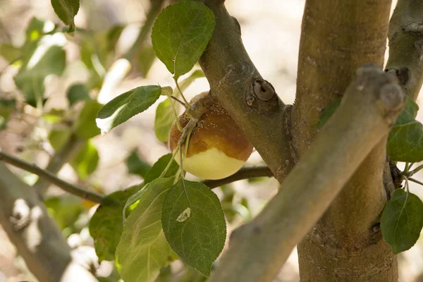 Rotte appel hangt op een appelboom, appelboom moniliose — Stockfoto