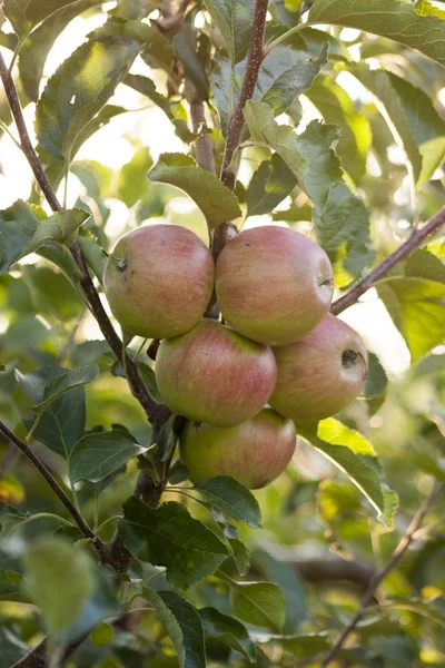Bahçede bir ağaç üzerinde güneş ışığında elma — Stok fotoğraf