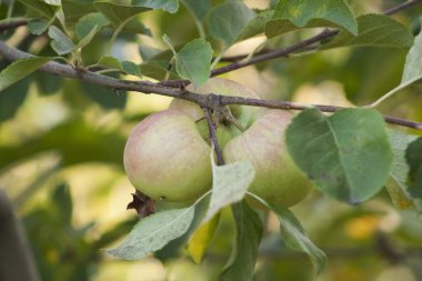 bahçede bir ağaç üzerinde güneş ışığında elma