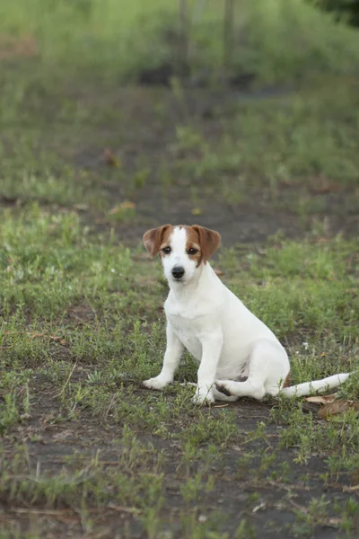 Piękne Jack Russel Terrier pies siedzi w ogrodzie — Zdjęcie stockowe