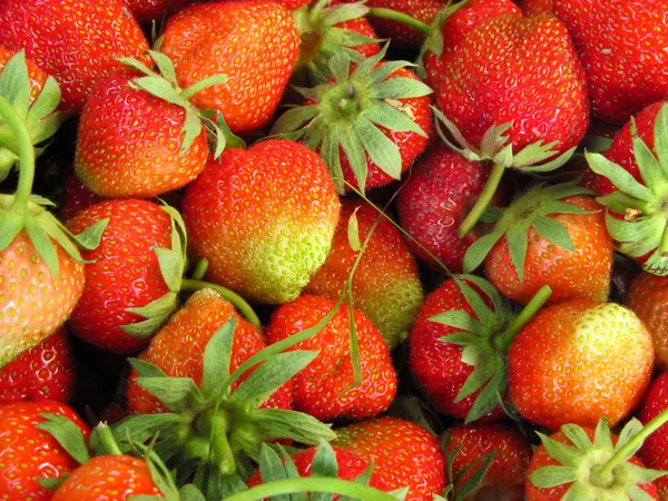 Fresas rojas maduras frescas. Vista superior, fondo de bayas . — Foto de Stock