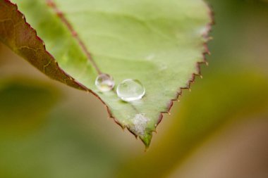 Arkaplan için su damlaları olan yeşil yaprak