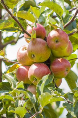 Yarım kırmızı elma bahçede bir dalı asmak