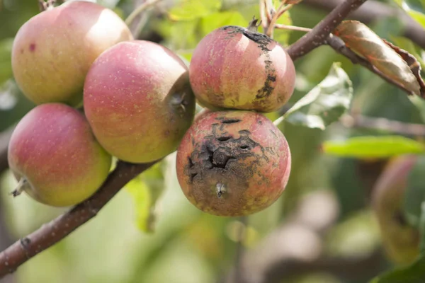 hailed apple, summer end, beginning of autumn