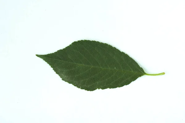 Zielony liść rośliny na białym tle — Zdjęcie stockowe