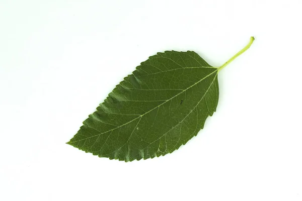 Beyaz arka plan üzerinde bitkinin yeşil yaprak — Stok fotoğraf