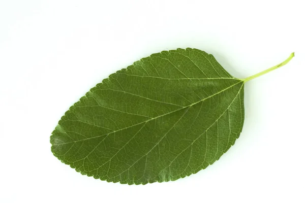 Green leaf of plant on white background — Stock Photo, Image