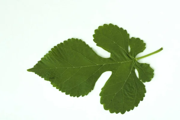 Folha verde da planta no fundo branco — Fotografia de Stock